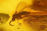 Fossil Fly Swarm (Diptera) In Baltic Amber - Over Flies! #183562-2